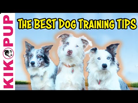 What is Clicker Training