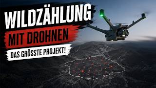 Europas größte Drohnen-Wildzählung – 40.000 Hektar per Wärmebilddrohne