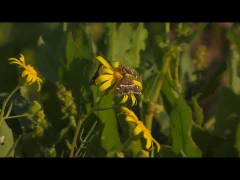 butterfly fight, butterfly 2023,butterfly song ,butterfly effect خلاف فراشات على ورده