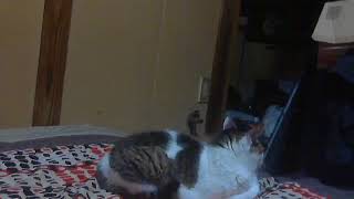 ハチ MV「砂の惑星 feat.初音ミク」HACHI / DUNE ft.Miku Hatsune　歌ってみた　歌い手：Ｄ－ＥＶＥ