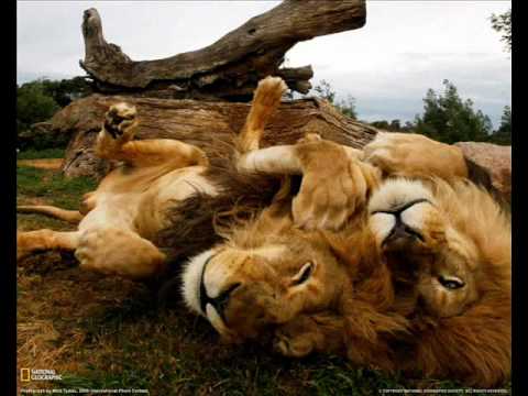 Lights Of Euphoria - True Life