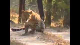 preview picture of video 'Leopard at bandhavgarh national park'