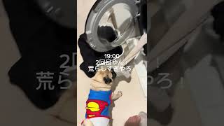 パグの日常Vlog #パグ #日常vlog #犬 #shorts