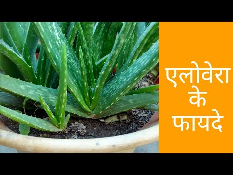 download lagu mp3 mp4 Aloe Vera Cure Headache, download lagu Aloe Vera Cure Headache gratis, unduh video klip Aloe Vera Cure Headache