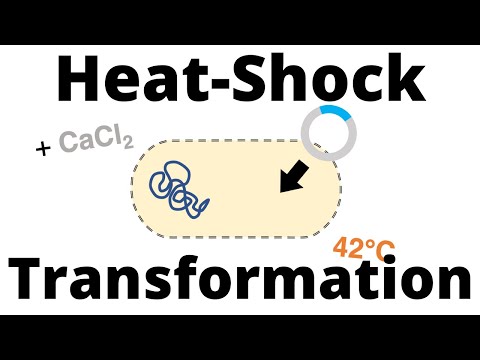 Heat-Shock Transformation Protocol (for Bacteria)