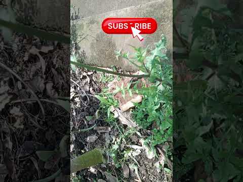 kiwoomera mbuzi #ssengabirooto #gardening #gardening #ebirooto #garden #facts #empewo #eddagala #en