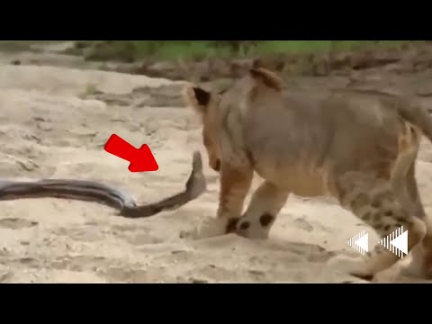 Lions vs Big Python Snake Real Fight | Lions attack Boar But Couldn't Get Rid Of Python