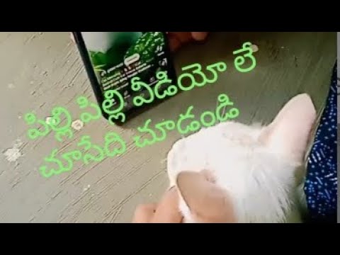 చూడండి పిల్లి ఏమి చేస్తందో # Comedy # @Dadam vindya