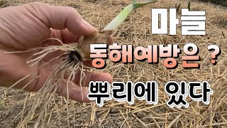 마늘 동해 예방법은 뿌리 활착에 있다 볏짚 비닐 덮는 시기는 #마늘뿌리활착