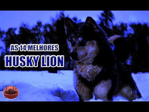 AS 14 MELHORES DE HUSKY LION - (TREINO INSANO)