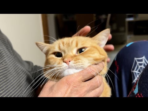 얼굴이 짜부러져도 마냥 행복한 할아버지 껌딱지