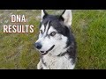 Dog Shocked By His DNA Results Proof Batdog Is Real