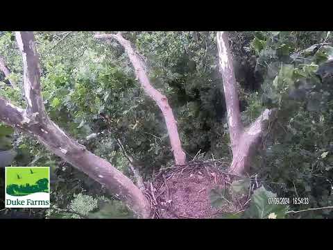 Eagle Cam, Bald eagle nest camera, lesson plans, and environmental education at Duke Farms - Wildlife Education - Conserve Wildlife Foundation of New Jersey