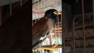 Download lagu pancingan jalak nias manggut2#shorts mp3