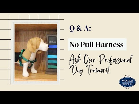 Freedom No Pull Harness Fitting