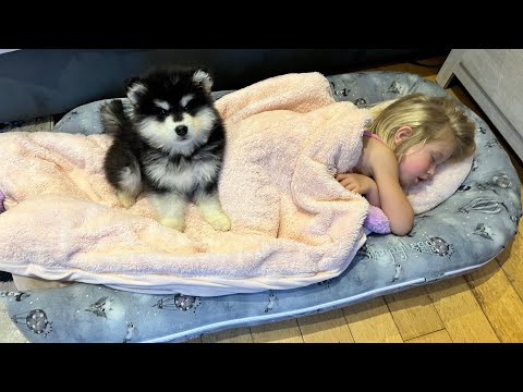 Adorable Puppy Won't Leave Sleeping Little Girl! (Cutest Ever!!)