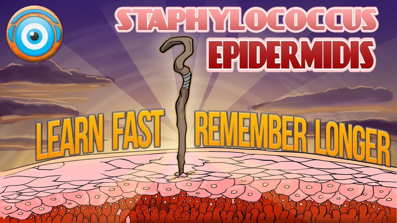 Staphylococcus Epidermidis:10 MUST-KNOW FACTS (Step 1, COMLEX, NCLEX®, PANCE, AANP) - YouTube
