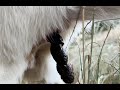 Dog Poop 9 4K