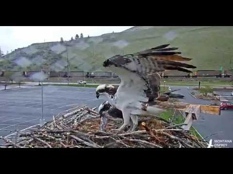 Fish by Louis for Iris but does he try to kick out the egg? 2019 04 27 17 28 49 649