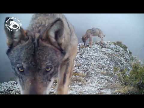 Passaggio di un branco di lupi sui Monti Sibillini