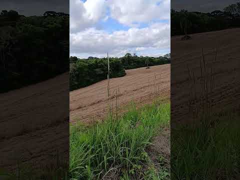 #COMEÇANDO PLANTIO #EM CONTENDA  SERRINHA PR##