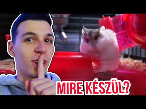 MOST KIÉGTEM! 🤣 Életem Első Háziállata!