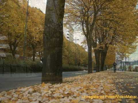 LA AVENIDA DE LOS TILOS - LUCIANA