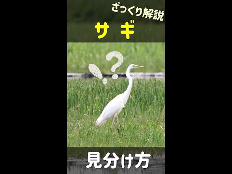 アレキサンドリアサギについて詳しく解説