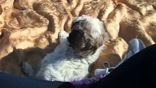 Bonnie playing outside on a beautiful Autumn day