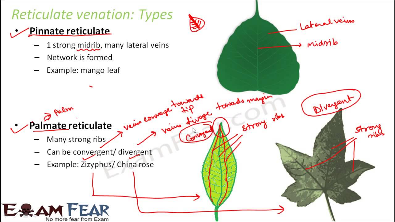 Biology Morphology of Flowering Plants part 15 Reticulate & parallel Venation CBSE class 11 XI