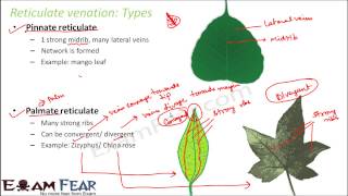 Biology Morphology of Flowering Plants part 15 Reticulate & parallel Venation CBSE class 11 XI