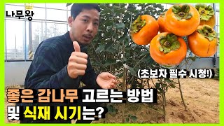 좋은 감나무 묘목 고르는 방법은?(감나무 식재 시기, 감나무 묘목, 감나무 묘목 고르기, 감나무 키우기,감나…