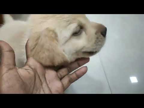 Labador puppy khelte hoye😊