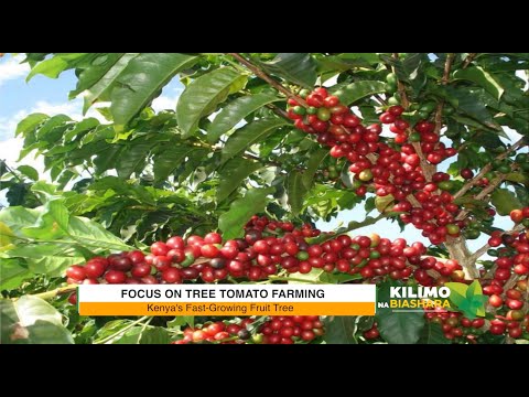 Kilimo na Biashara | Tree tomato farming