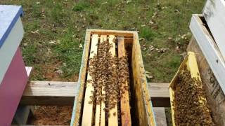 How to build up honey bees in the spring