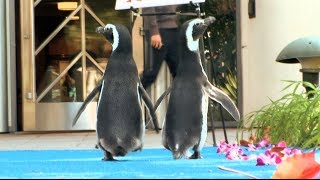 Surf's Up - Meet the Penguins with Mario Cantone