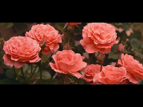 image-Is it OK to transplant roses in the summer?