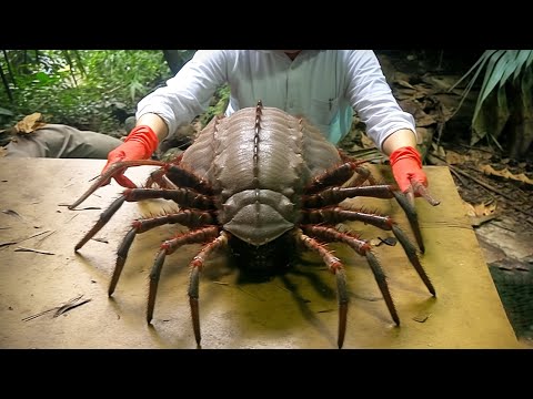 15 Rarest Spiders In The World!