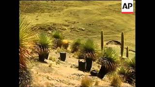 Rare cactus threatened by extinction
