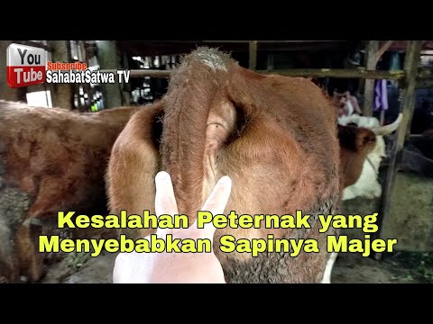 , title : 'Kesalahan Peternak Setelah Sapinya Melahirkan, Dampak Buruk dan Solusi.'