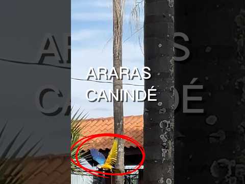Araras Canindé, nas palmeiras da praça Ladislau Ferreira Coelho Lagoa Formosa MG.
