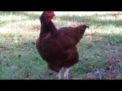 Crooked tail out free ranging