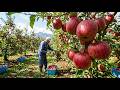 Inside Japan S Fuji Apple Farming From Winter Pruning To Premium Harvest