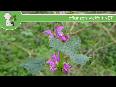 Gefleckte Taubnessel - XL & Gruppe - 12.04.18 (Lamium maculatum) - Wildpflanzen-Bestimmung