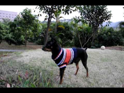 Prague Ratter Bobby morning walk in China / PK Bobinek ranni prochazka v Cine