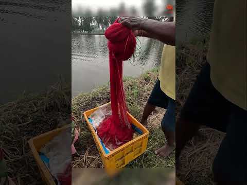 Traditional Cast Net Prawn Catching #fishing #fishingvideo #fishingtime