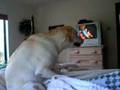 Labrador Retriever Female Having An Orgasm