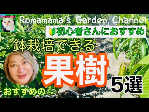果物の種からキンカンを育てる方法は?  庭園