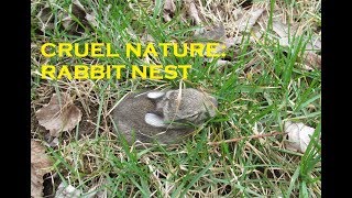 What to Do if You Find A Rabbit Nest in the yard / Rabbit Hole /Cruel Nature