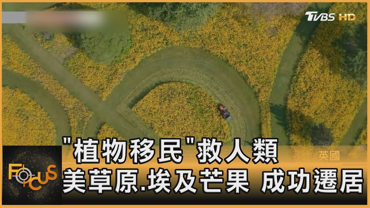 「植物移民」救人類 美草原.埃及芒果成功遷居